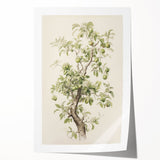 Vintage Botanical Art Prints: Pear Tree in Bloom