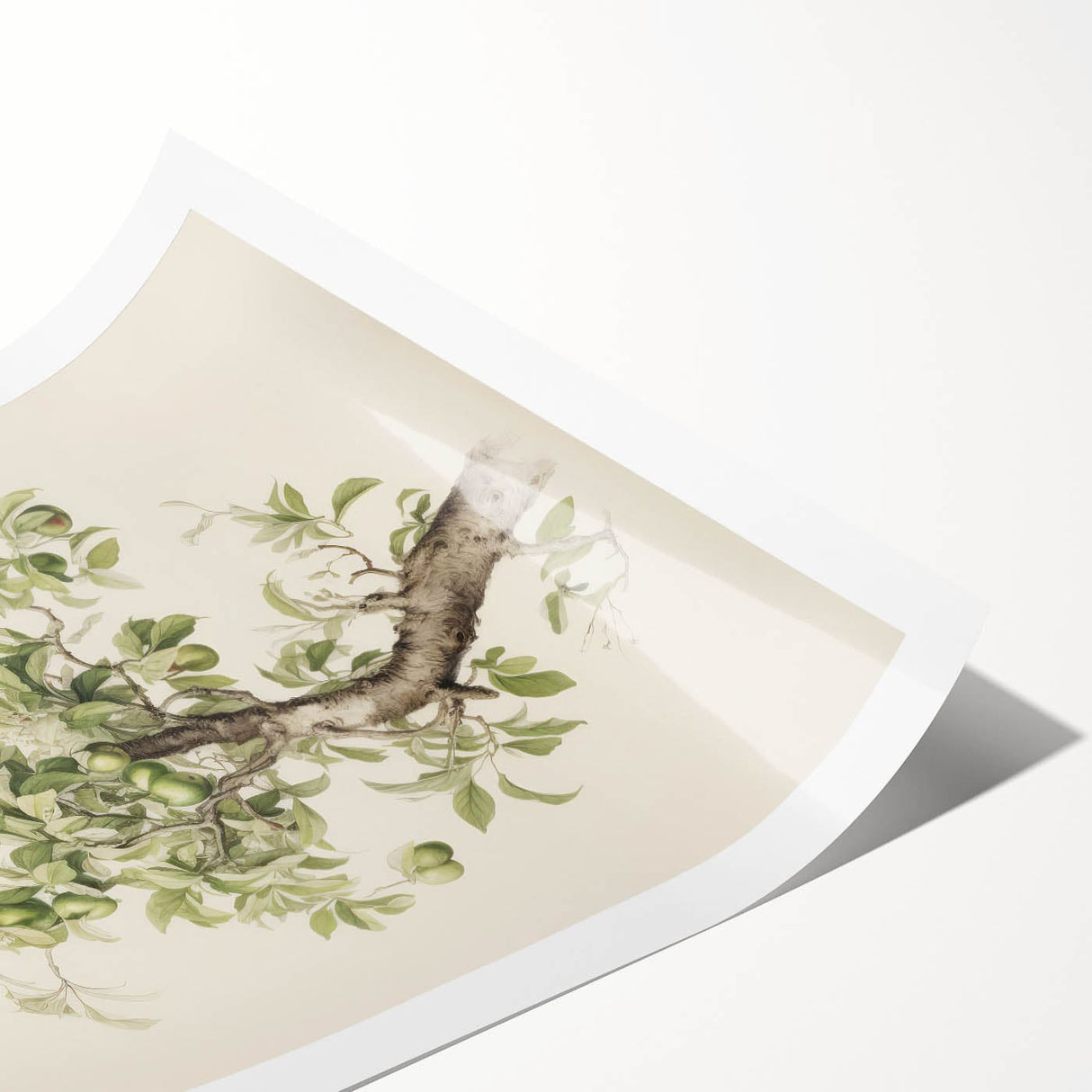 Vintage Botanical Art Prints: Pear Tree in Bloom