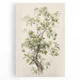 Vintage Botanical Art Prints: Pear Tree in Bloom