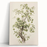 Vintage Botanical Art Prints: Pear Tree in Bloom