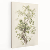 Vintage Botanical Art Prints: Pear Tree in Bloom