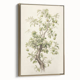 Vintage Botanical Art Prints: Pear Tree in Bloom