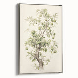 Vintage Botanical Art Prints: Pear Tree in Bloom
