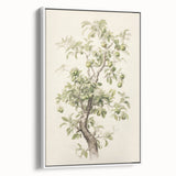 Vintage Botanical Art Prints: Pear Tree in Bloom