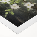 Vintage Botanical Art Prints: White Blossoms in Spring
