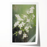 Vintage Botanical Art Prints: White Blossoms in Spring