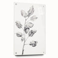 Vintage Botanical Art Print: Fiddle Leaf Plant in Black & White