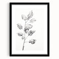 Vintage Botanical Art Print: Fiddle Leaf Plant in Black & White