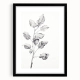 Vintage Botanical Art Print: Fiddle Leaf Plant in Black & White