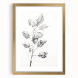 Vintage Botanical Art Print: Fiddle Leaf Plant in Black & White