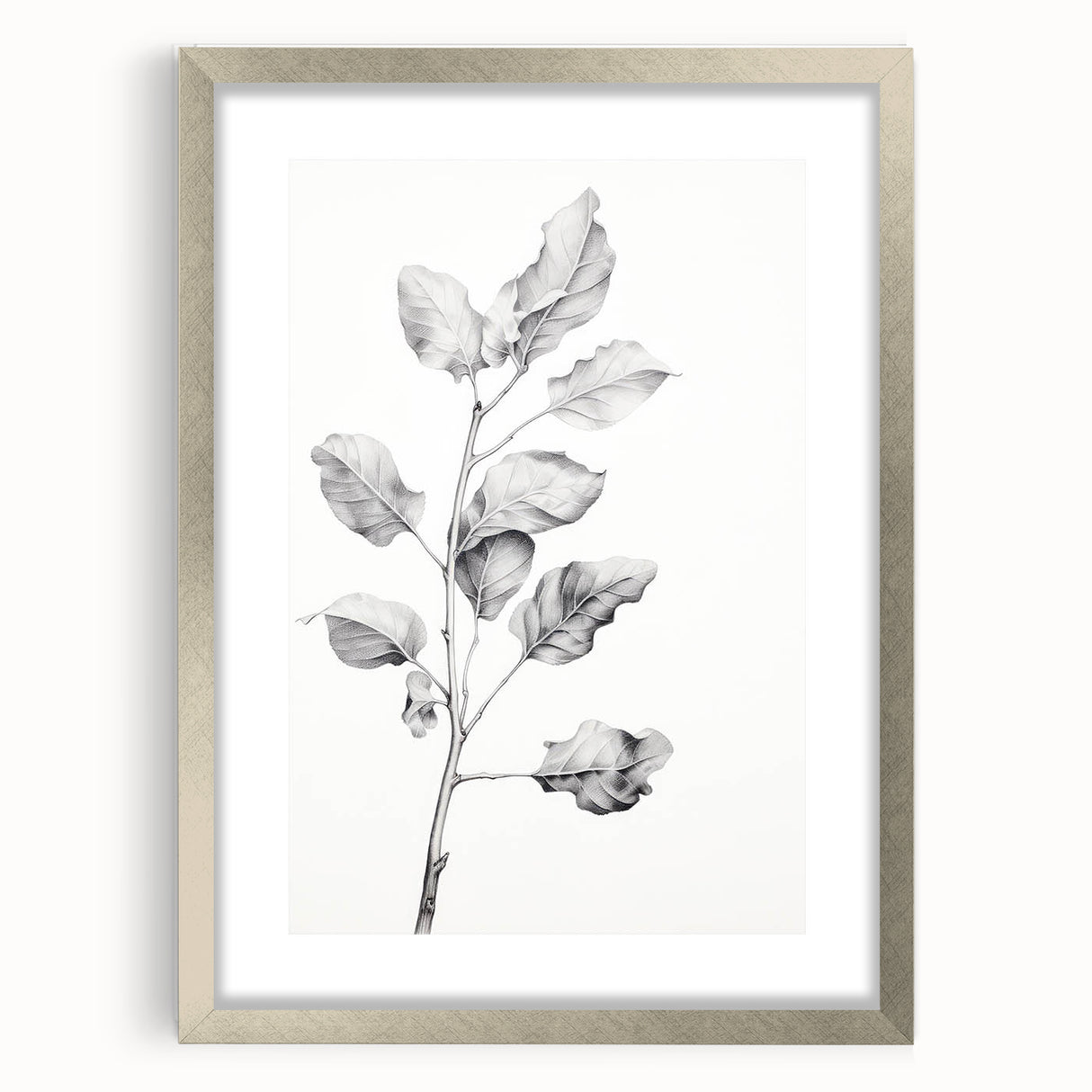 Vintage Botanical Art Print: Fiddle Leaf Plant in Black & White