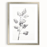 Vintage Botanical Art Print: Fiddle Leaf Plant in Black & White