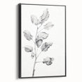 Vintage Botanical Art Print: Fiddle Leaf Plant in Black & White
