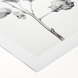 Vintage Botanical Art Print: Fiddle Leaf Plant in Black & White