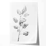 Vintage Botanical Art Print: Fiddle Leaf Plant in Black & White
