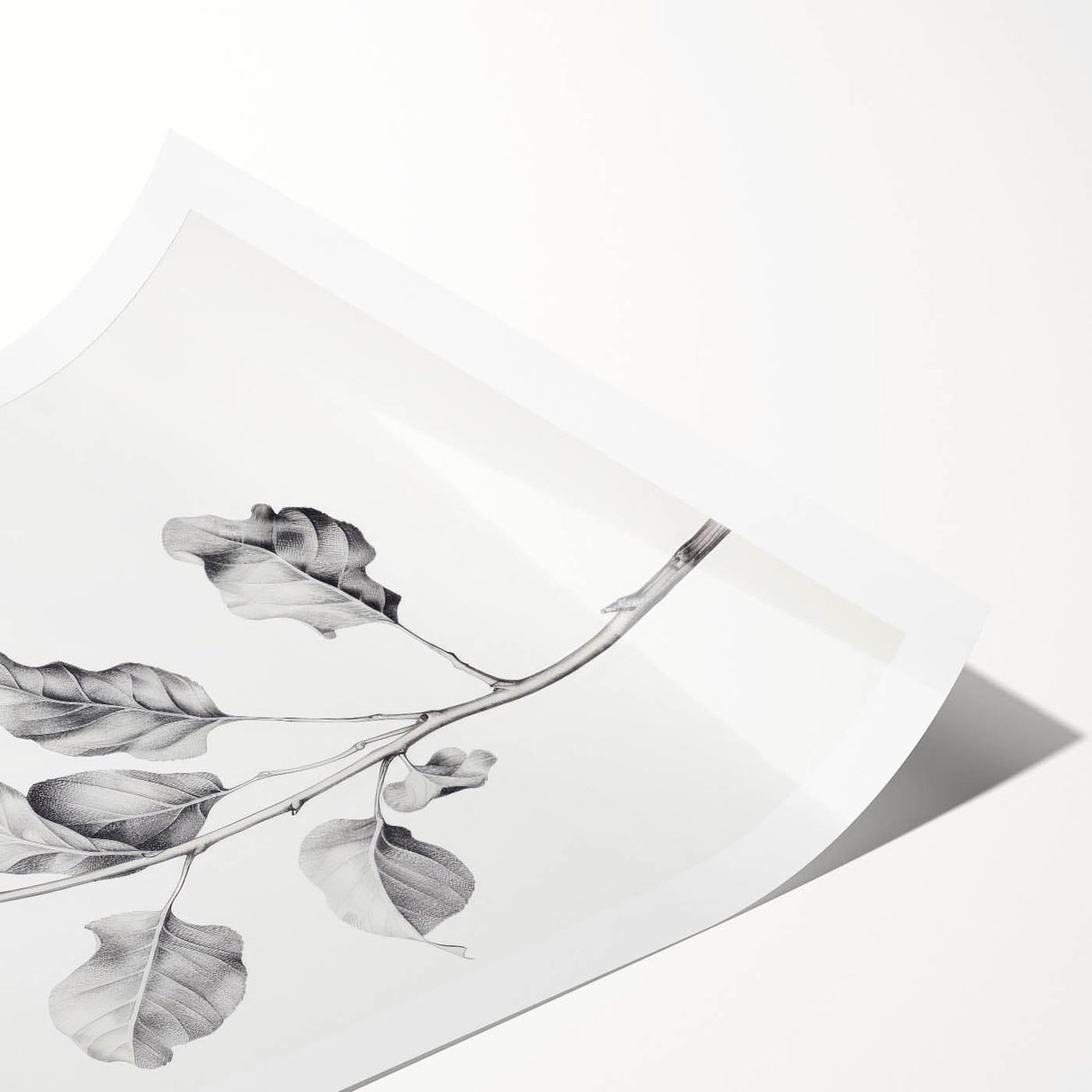 Vintage Botanical Art Print: Fiddle Leaf Plant in Black & White