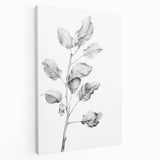 Vintage Botanical Art Print: Fiddle Leaf Plant in Black & White