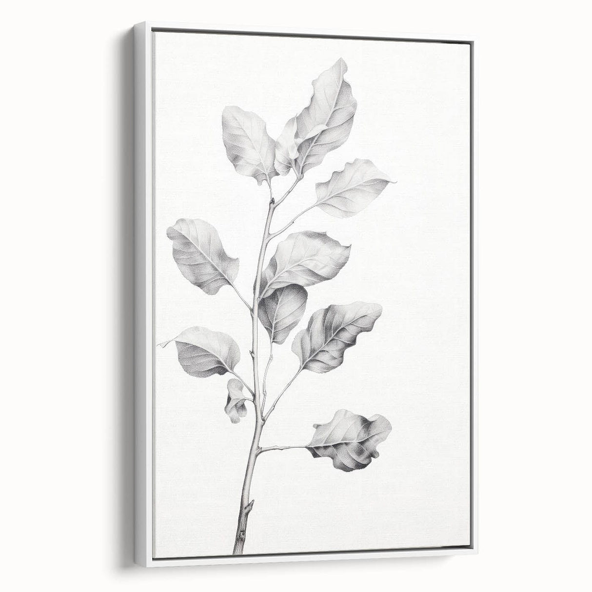 Vintage Botanical Art Print: Fiddle Leaf Plant in Black & White