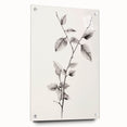 Vintage Botanical Art Print: Elegant Leaf Stem in Black & White