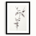 Vintage Botanical Art Print: Elegant Leaf Stem in Black & White
