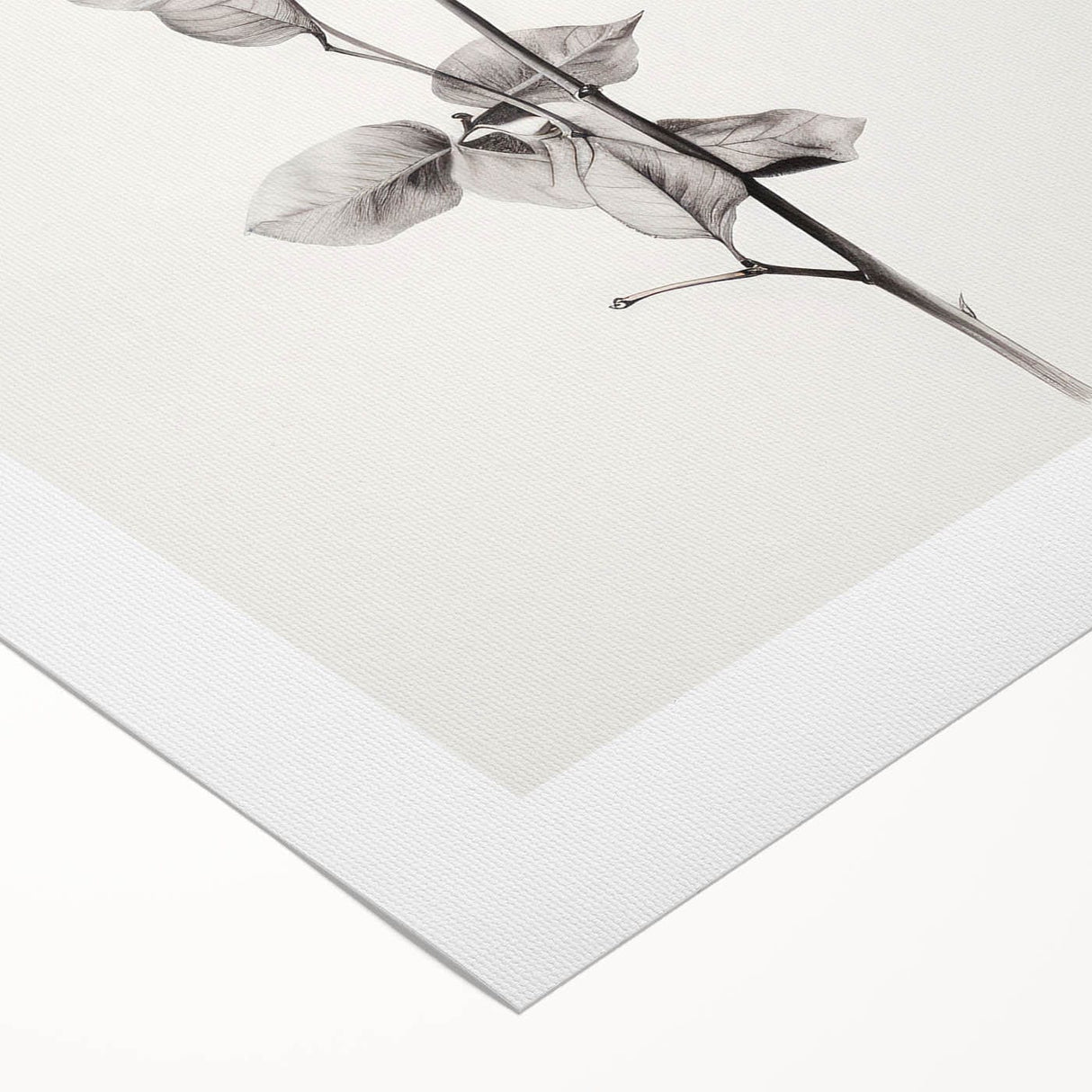 Vintage Botanical Art Print: Elegant Leaf Stem in Black & White