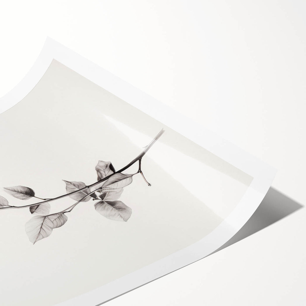 Vintage Botanical Art Print: Elegant Leaf Stem in Black & White