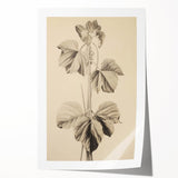 Vintage Botanical Art Print: Elegant Leaf Stem Illustration