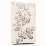 Vintage Botanical Art Print: Detailed Floral Leaf Illustration