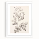 Vintage Botanical Art Print: Detailed Floral Leaf Illustration
