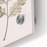 Vintage Botanical Art Prints – Elegant Oak Leaf Drawing