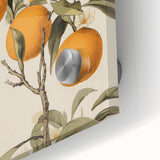 Vintage Botanical Art Print: Antique Orange Tree Illustration