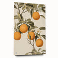 Vintage Botanical Art Print: Antique Orange Tree Illustration