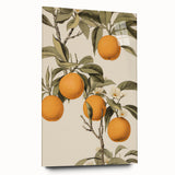 Vintage Botanical Art Print: Antique Orange Tree Illustration