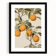 Vintage Botanical Art Print: Antique Orange Tree Illustration