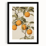 Vintage Botanical Art Print: Antique Orange Tree Illustration