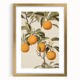 Vintage Botanical Art Print: Antique Orange Tree Illustration