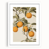 Vintage Botanical Art Print: Antique Orange Tree Illustration