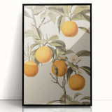 Vintage Botanical Art Print: Antique Orange Tree Illustration