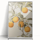 Vintage Botanical Art Print: Antique Orange Tree Illustration
