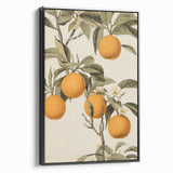 Vintage Botanical Art Print: Antique Orange Tree Illustration