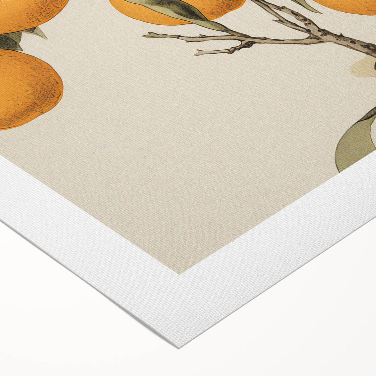 Vintage Botanical Art Print: Antique Orange Tree Illustration