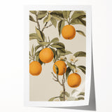 Vintage Botanical Art Print: Antique Orange Tree Illustration