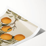 Vintage Botanical Art Print: Antique Orange Tree Illustration