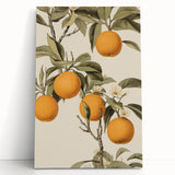 Vintage Botanical Art Print: Antique Orange Tree Illustration