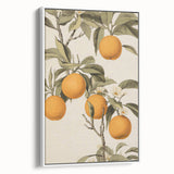 Vintage Botanical Art Print: Antique Orange Tree Illustration