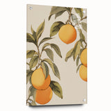 Vintage Botanical Art Print: Antique Lemon Tree Illustration