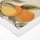 Vintage Botanical Art Print: Antique Lemon Tree Illustration