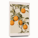 Vintage Botanical Orange Tree Print – Retro Citrus Wall Art