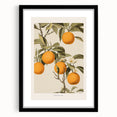 Vintage Botanical Orange Tree Print – Retro Citrus Wall Art