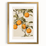 Vintage Botanical Orange Tree Print – Retro Citrus Wall Art